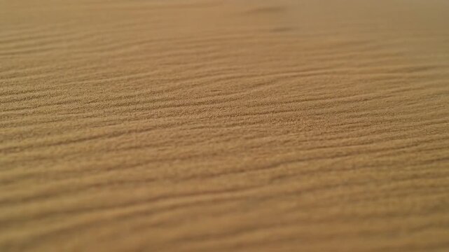 Warm, sunlit sand stretches into soft focus, etched with fine parallel ripples shaped by wind. The shallow depth and golden tones create a minimal, tranquil desert scene that emphasizes texture.