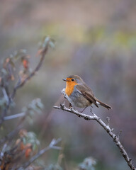 Fototapeta premium Close up wildlife portrait of a European robin resting on a thin branch with a smooth blurred background in gentle natural colors. The small songbird with its orange red breast creates a calm and