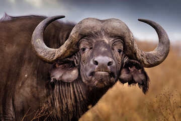 Close-Up Portrait of African Buffalo in Savanna Grassland © Robert