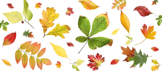Autumn leaves falling on white background. Fall season