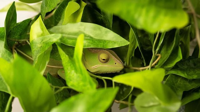 chameleon hidden among compressed layers of foliage, frame filled edge-to-edge with green leaves, reptile   