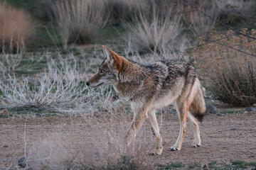 Fototapeta premium Coyote walking down a desert path at dusk