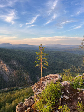 Pine tree growing from a rocky cliff edge, embodying resilience and strength in a vast, wild forest landscape under a clear sky