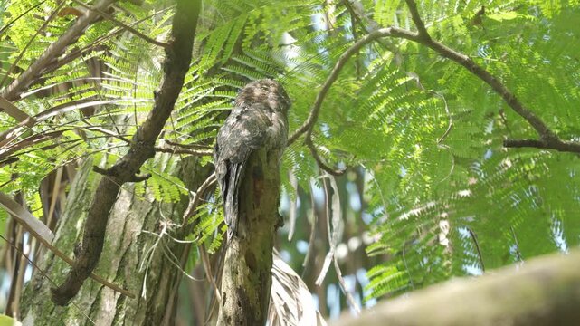 Close-up of a Common Potoo (Nyctibius griseus) perched on a tree trunk at night, showcasing its remarkable camouflage and nocturnal behavior in a natural habitat.