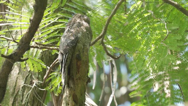 Close-up of a Common Potoo (Nyctibius griseus) perched on a tree trunk at night, showcasing its remarkable camouflage and nocturnal behavior in a natural habitat.