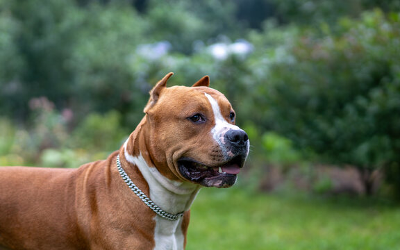 Powerful green laser pointer.Dazzle with a laser.A light beam.