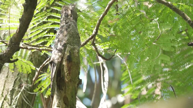 Close-up of a Common Potoo (Nyctibius griseus) perched on a tree trunk at night, showcasing its remarkable camouflage and nocturnal behavior in a natural habitat.