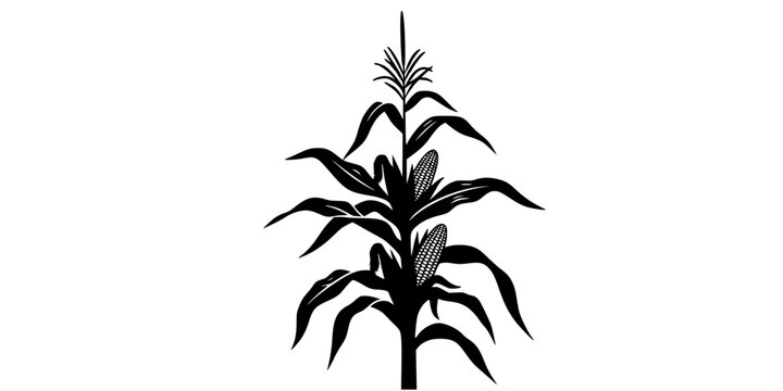 Corn stalk silhouette, Corn tree , corn, Corn stalk vector
