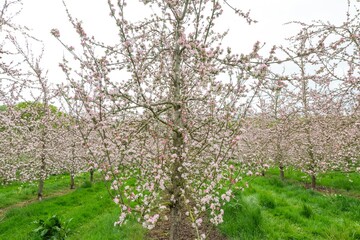 Fototapeta premium Apple blossom in bloom in a modern cider orchard