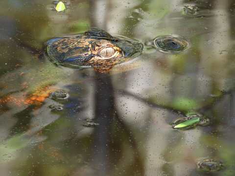 A young, American alligator, uses its camouflage to hunt, while floating patiently still, within the wetland water, waiting for unsuspecting prey. Santee National Wildlife Refuge, Clarendon County, So