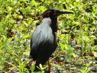 Fototapeta premium A green heron living within the wetlands of the Santee National Wildlife Refuge, Clarendon County, South Carolina. 