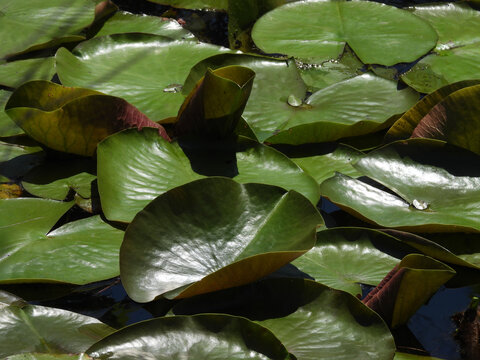 American white water lily pads, aquatic plant growing wild within the wetland waters of the Santee National Wildlife Refuge, Clarendon County, South Carolina. 