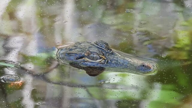 A young, American alligator, uses its camouflage to hunt, while floating patiently still, within the wetland water, waiting for unsuspecting prey. Santee National Wildlife Refuge, Clarendon County, So
