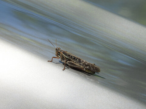American bird grasshopper, perched on a metallic surface. Santee National Wildlife Refuge, Clarendon County, South Carolina.  