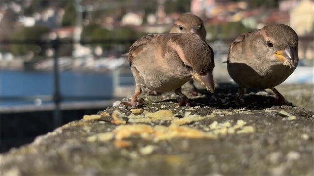 Two small sparrows eating crumbs together. Concept of cooperation, survival and urban wildlife in slow motion 4K.