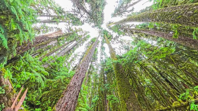 Low angle skyward view of tall evergreen trees passing by in a lush temperate rainforest