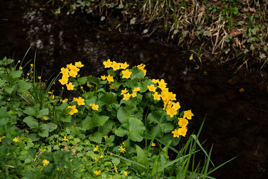 Fresh yellow wildflowers on riverbank vibrant spring botanical texture