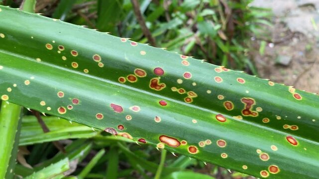 Pandanus Leaf Orange Circular Spots Fungal Lesions