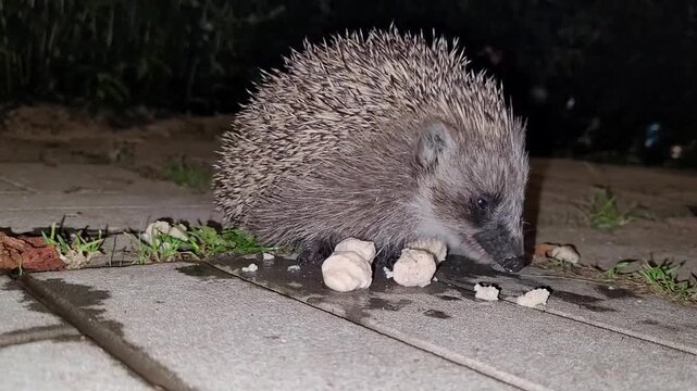 A hedgehog consumes bread on a sidewalk during nighttime.