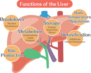 Functions of the Liver Diagram, Medical Illustration Showing Metabolism Detoxification and Bile Production