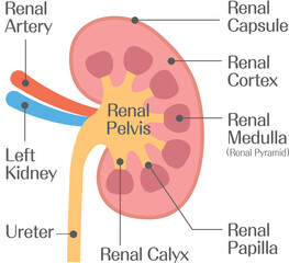 Kidney Cross Section Diagram Showing Renal Capsule Cortex Medulla and Pelvis