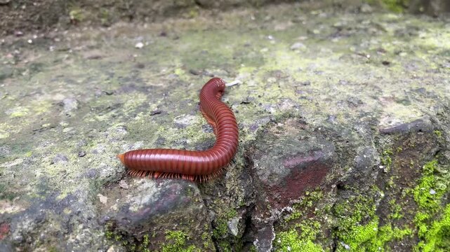 millipede crawling on a mossy stone surface in the wild