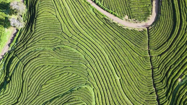 Natural landscape patterns formed by curved tea rows on green volcanic hills of Sao Miguel Island, Azores, aerial view