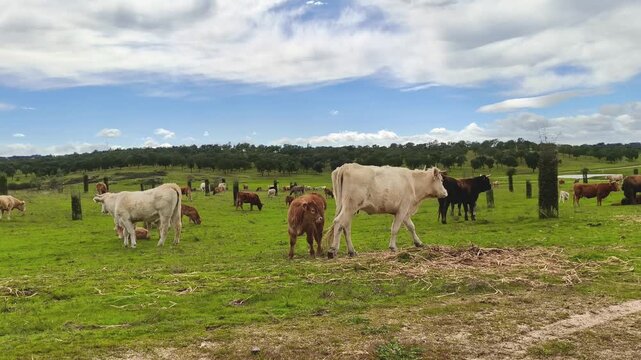 Limousin cow performing natural weaning in open green pasture, sustainable organic free-range cattle farming and ethical beef production