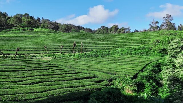 Bright green tea rows forming layered hillside patterns on Sao Miguel Island, drone footage