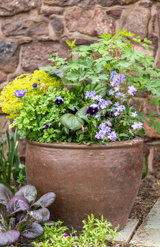Mix of purple annuals pansies and perennials in large container in spring