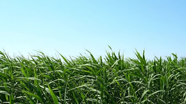 Lush green grass swaying in a gentle breeze against a clear blue sky. A serene natural landscape perfect for agricultural or environmental themes. Minimalist summer scene with copy space