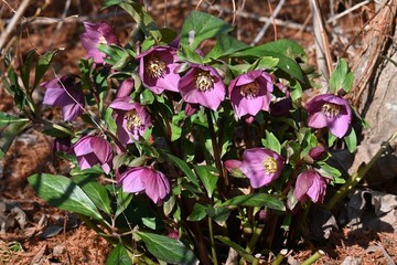 Hellebore (Christmas rose) is a perennial plant that blooms from winter to early spring and is easy to grow in the garden or in a pot, making it popular among gardening enthusiasts.