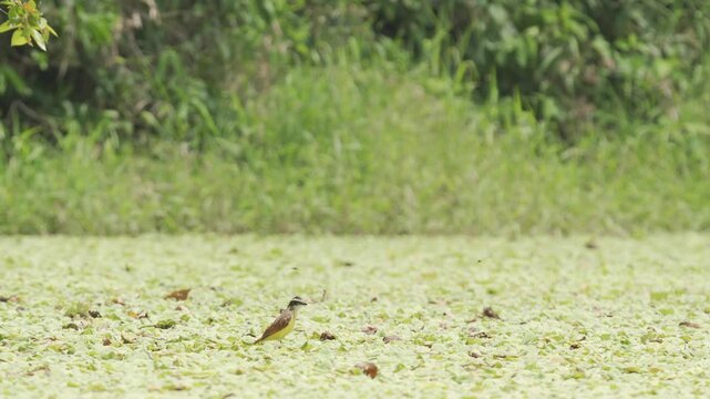 Wide shot of a Great Kiskadee (Pitangus sulphuratus) walking in a wetland habitat, displaying natural behavior in a tropical ecosystem. Ideal for wildlife documentaries, environmental content.