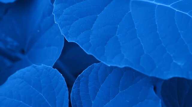 Vibrant blue leaves in a macro close up view showing detailed texture. Abstract botanical pattern in a panoramic format for a website header or natural background design