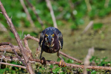 Green heron with a fish 