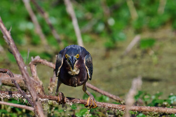 Green heron with a fish 