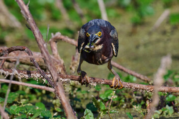 Green heron with a fish 