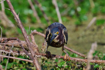 Green heron with a fish 
