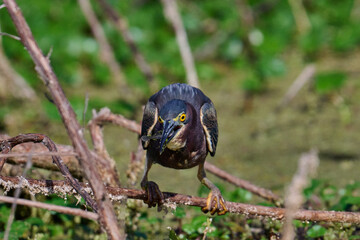 Green heron with a fish 