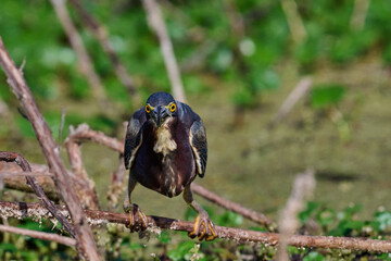 Green heron with a fish 
