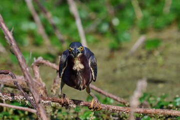 Green heron with a fish 