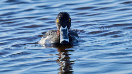 Male Ring- necked duck in the water 