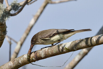 eastern phoebe with a grub  