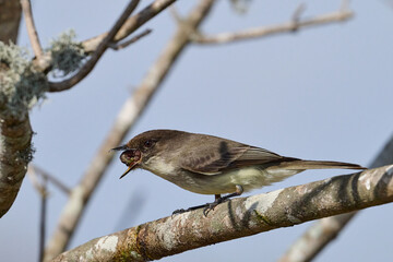 eastern phoebe with a grub  