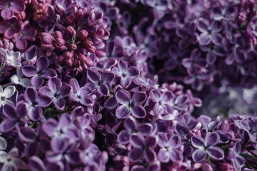 Obraz premium Close-Up of Blooming Lilac Flowers
