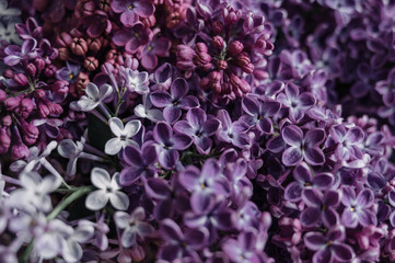 Obraz premium Close-Up of Blooming Lilac Flowers