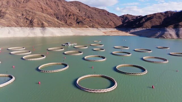 Aerial view reveals numerous circular aquaculture pens in greenish water of Orto Tokoy Reservoir in Kyrgyzstan.