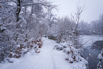Obraz premium A narrow trail covered in fresh snow winds through frosted trees beside the icy edge of Lac du Haut Folin. Dense branches and muted winter light create a peaceful, secluded atmosphere.
