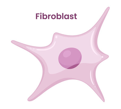 Vector illustration of a fibroblast cell
