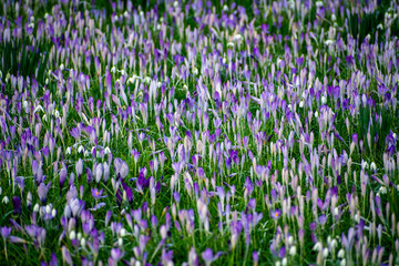 A field of Crocus and Snowdrops.